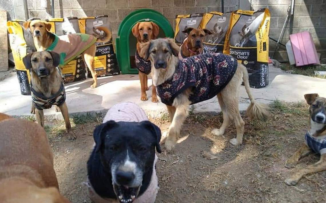 provocan incendio en refugio para perros