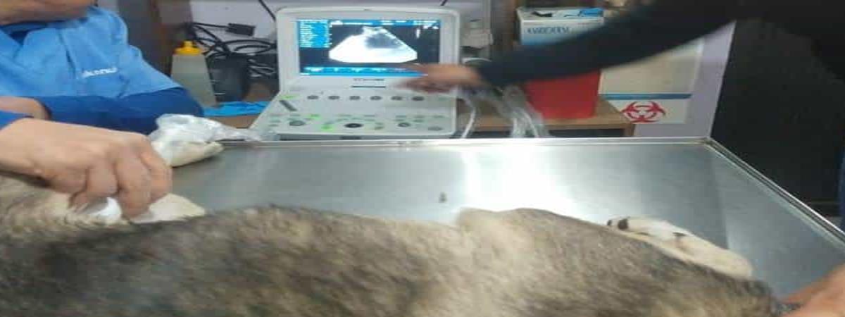 perrita-mati