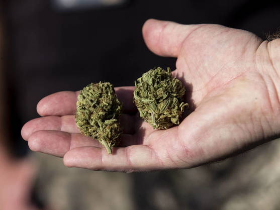 aprueban-dictamen-sobre-uso-de-la-marihuana