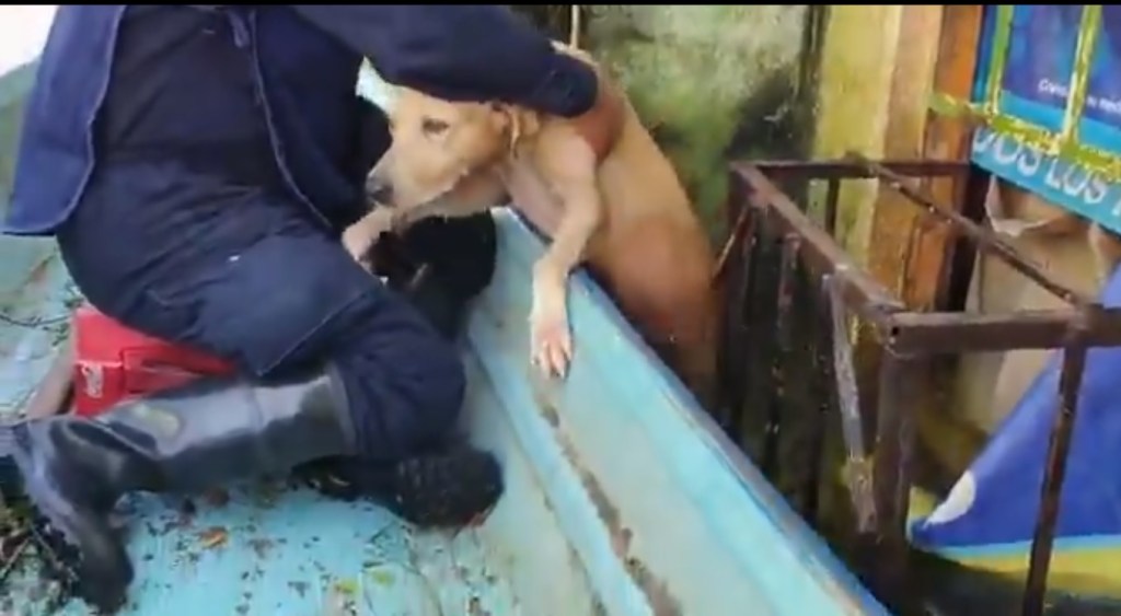 marina-rescata-a-perrito-en-tabasco