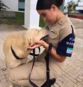 perrito-recatado-marina-tabasco
