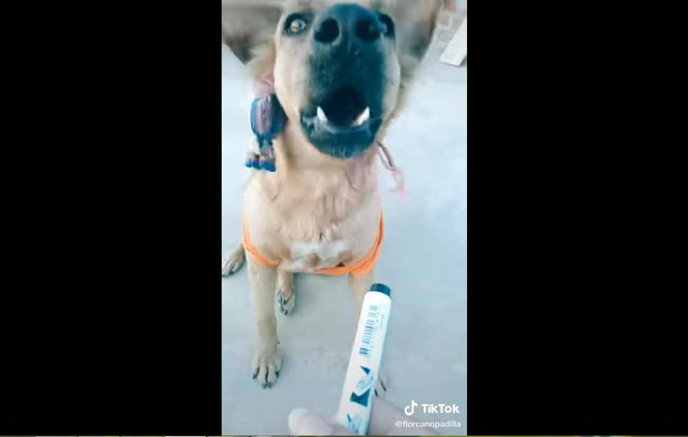 (Video) Perro matemático asombra las redes sociales