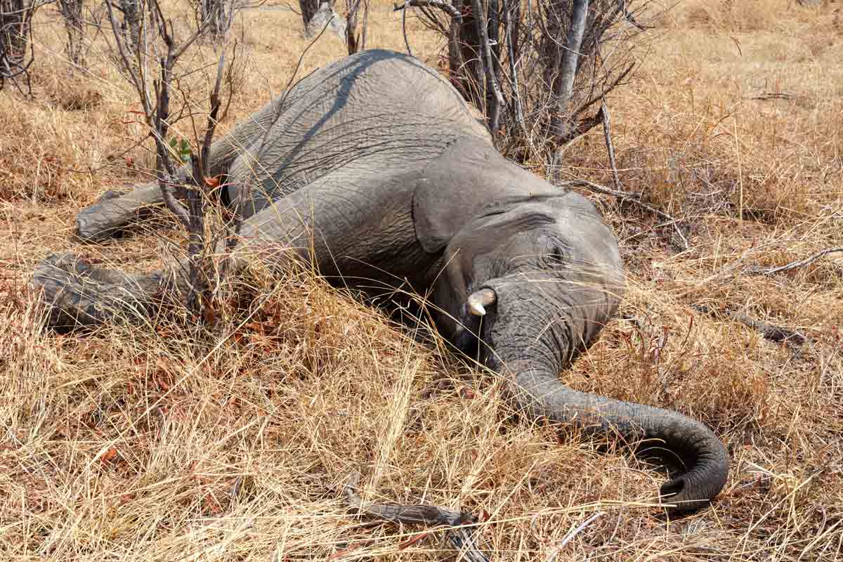 Según la Lista Roja de Especies Amenzadas de la UICN, los elefantes africanos de la sabana y el bosque ahora son especies en peligro de extinción.
