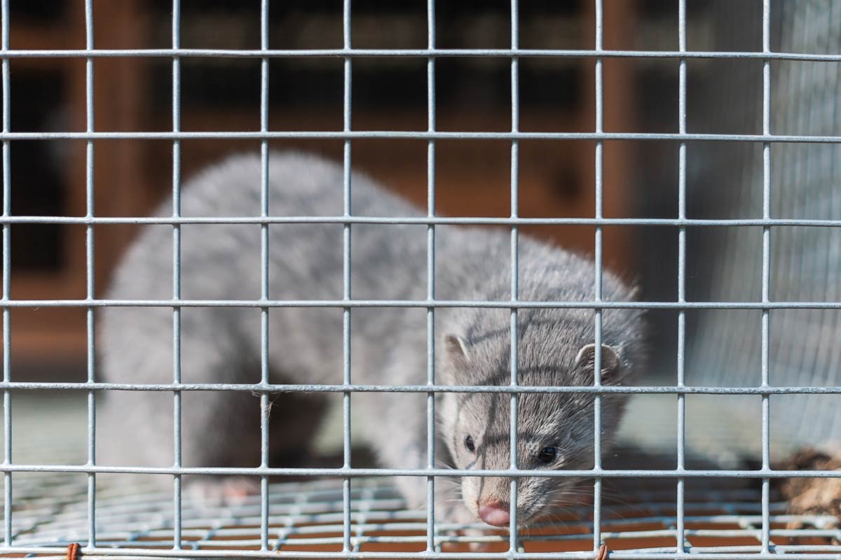 Rusia registró la primera vacuna contra el COVID-19 para animales: Carnivac-Cov