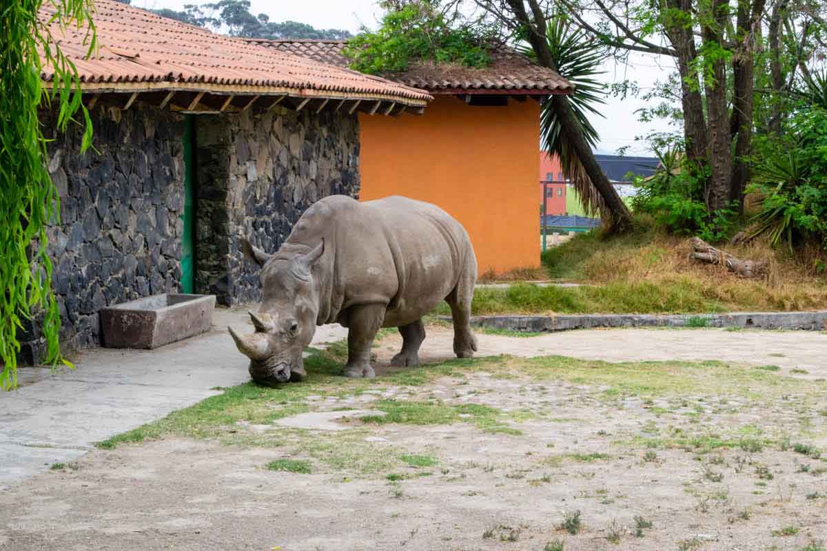 Zoológico de Zacango rinoceronte.